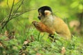 Bolivian squirrel monkey Royalty Free Stock Photo