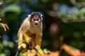 Bolivian squirrel monkey is looking at a branch