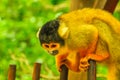 Bolivian Squirrel Monkey Royalty Free Stock Photo