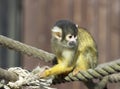 Bolivian Squirrel Monkey Royalty Free Stock Photo