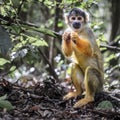 Bolivian squirrel monkey Royalty Free Stock Photo