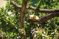 Bolivian squirrel monkey saimiri boliviensis Royalty Free Stock Photo