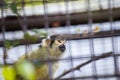 Bolivian Squirrel Monkey (Saimiri boliviensis boliviensis) Royalty Free Stock Photo