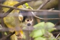 Bolivian Squirrel Monkey (Saimiri boliviensis boliviensis) Royalty Free Stock Photo