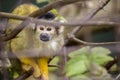 Bolivian Squirrel Monkey (Saimiri boliviensis boliviensis) Royalty Free Stock Photo