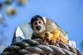 Bolivian Squirrel Monkey (Saimiri boliviensis Royalty Free Stock Photo