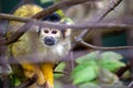 Bolivian Squirrel Monkey (Saimiri boliviensis Royalty Free Stock Photo