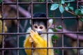 Bolivian Squirrel Monkey (Saimiri boliviensis) Royalty Free Stock Photo