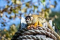 Bolivian Squirrel Monkey (Saimiri boliviensis Royalty Free Stock Photo