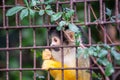 Bolivian Squirrel Monkey (Saimiri boliviensis) spotted outdoors