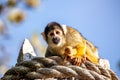 Bolivian Squirrel Monkey (Saimiri boliviensis) spotted outdoors