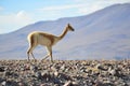 The Bolivian VicuÃÂ±a