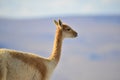 The Bolivian VicuÃÂ±a