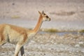 The Bolivian VicuÃÂ±a