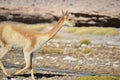 The Bolivian VicuÃÂ±a