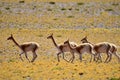 The Bolivian VicuÃÂ±a