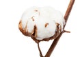 Boll of cotton plant with wool on branch isolated Royalty Free Stock Photo