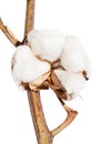 Boll of cotton plant with wool on twig isolated Royalty Free Stock Photo