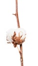 Boll with cottonwool of cotton plant on branch Royalty Free Stock Photo