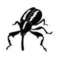 Boll weevil