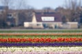 Bollenveld, Bulb field Royalty Free Stock Photo