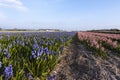 Bollenveld, Bulb field Royalty Free Stock Photo