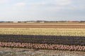 Bollenveld, Bulb field Royalty Free Stock Photo