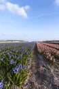 Bollenveld, Bulb field Royalty Free Stock Photo