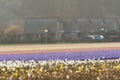 Bollenveld, Bulb field Royalty Free Stock Photo