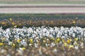 Bollenveld, Bulb field Royalty Free Stock Photo