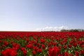 Bollenveld Nederland, Field of tulips Netherlands Royalty Free Stock Photo