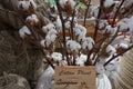 Bolls with cottonwool close-up on natural dried twig of cotton plant
