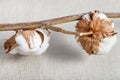 Bolls on natural twig of cotton plant on fabric Royalty Free Stock Photo