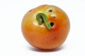 Bollworm damage to a tomato fruit Royalty Free Stock Photo