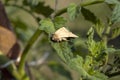 A bollworm moth on a tomato plant