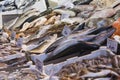 Bologna fresh fish market, Italy. Royalty Free Stock Photo