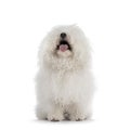 Bolognese dog on white background Royalty Free Stock Photo