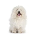 Bolognese dog on white background Royalty Free Stock Photo