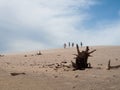 Death trunk on the desert. People in the background.Arid hot scene with dunes and sand at Bolonia Beach in Tarifa