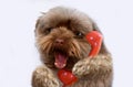 Bolonka dog with retro phone