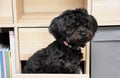 Bolonka puppy in a  drawer Royalty Free Stock Photo