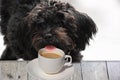 Bolonka puppy secretly tries to taste coffee Royalty Free Stock Photo