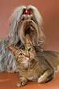 Bolonka Zwetna and cat in studio Royalty Free Stock Photo