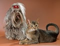 Bolonka Zwetna and cat in studio Royalty Free Stock Photo