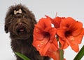 Bolonka ZWETNA and hippeastrum flower