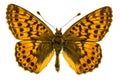 Boloria aquilonaris (Cranberry Fritillary)