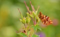 Boloria caucasica 181