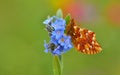 Boloria Caucasica 453