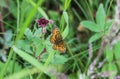 Boloria eunomia, the bog fritillary or ocellate bog fritillary butterfly of the family Nymphalidae Royalty Free Stock Photo