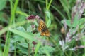 Boloria eunomia, the bog fritillary or ocellate bog fritillary butterfly of the family Nymphalidae Royalty Free Stock Photo